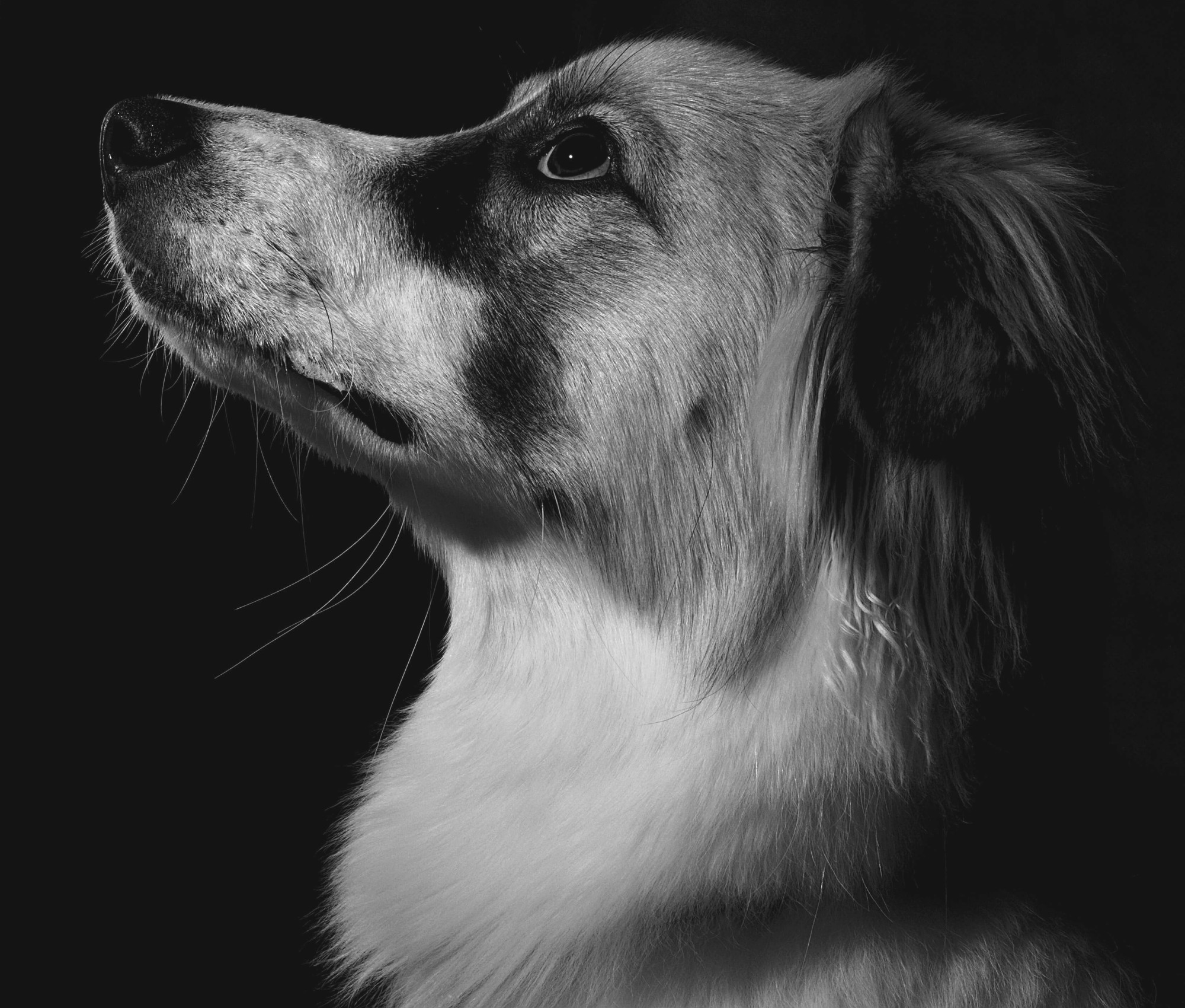 Ecografía veterinaria