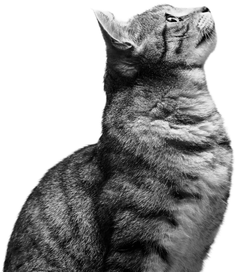 Ecografía veterinaria