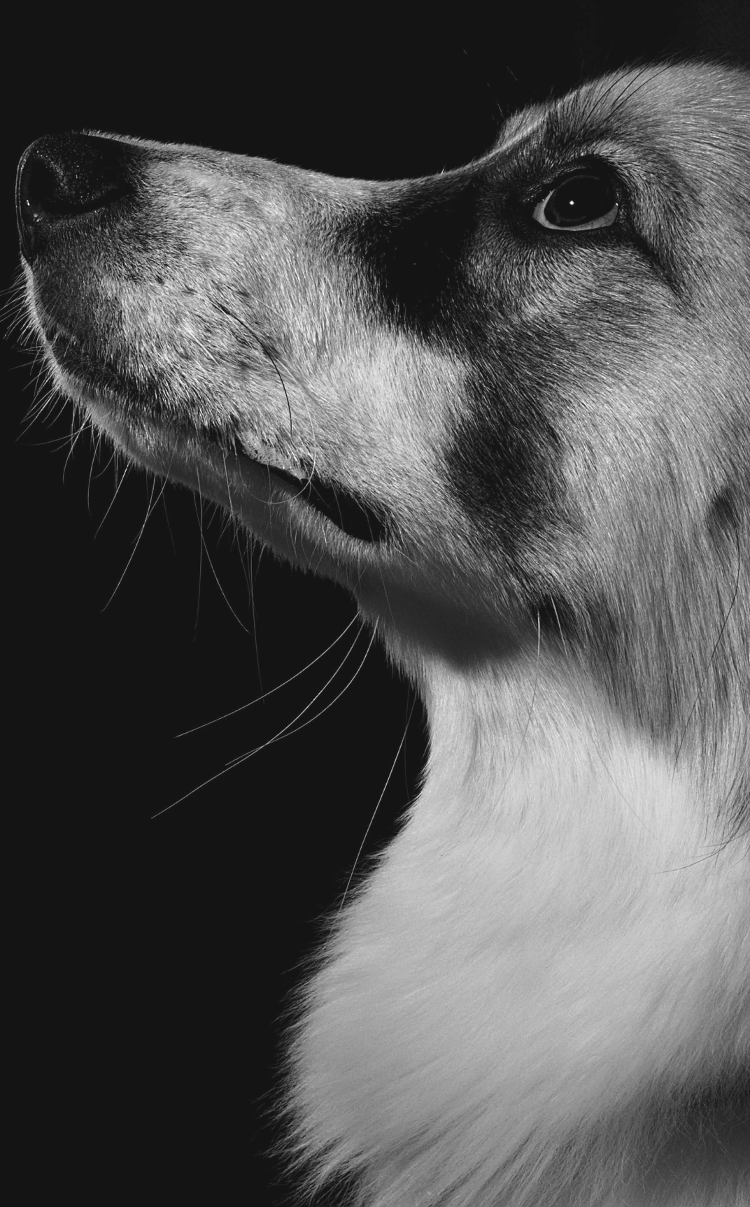 Ecografía veterinaria